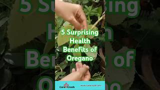 5 Surprising Health Benefits of Oregano  carecrash [upl. by Nilok]