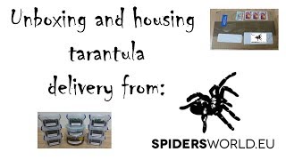 unboxing and housing spiderworldeu tarantula delivery to UK [upl. by Archaimbaud457]