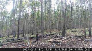 frederick watershed trail camera footage [upl. by Wilkins]