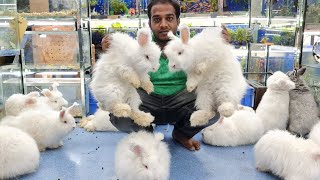 Angora Rabbits at Karnataka Aquarium [upl. by Huan]