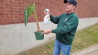 bring your plants indoors 720p [upl. by Giah]