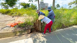 It took 2 days to clean up the overgrown grass on both sides of the wide sidewalk  Clean Up Lawn [upl. by Yearwood]