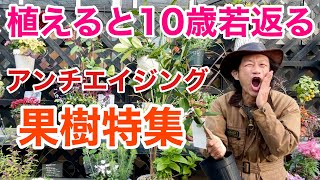 【知らないと損】自宅で育てれるアンチエイジング果樹教えます 【カーメン君】【園芸】【ガーデニング】【初心者】 [upl. by Baler]