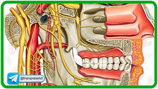 Cervical part of sympathetic trunk Anatomy Animation [upl. by Wearing]