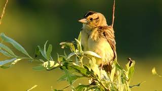 Ontario Birdsong Female Bobolink Alarm Calling [upl. by Shepley]