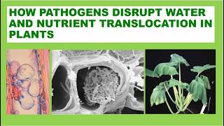 How Pathogens Disrupt Water and Nutrient Translocation in Plants [upl. by Boyt644]