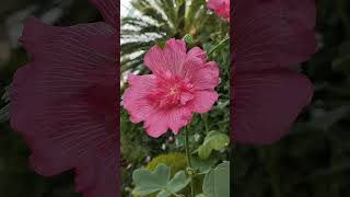 Alcea setosa shorts short viralshorts Alcea setosa [upl. by Otilesoj633]