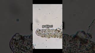 quotSurviving Extinction The Remarkable Journey of Tardigradesquot shorts facts viralvideo [upl. by Nywg]