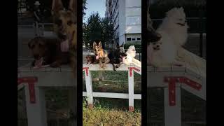 Dresura pasa Zagreb😉 dresurapasa germanshepherd split pomeranian [upl. by Lahtnero919]