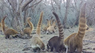 Coatimundi Madness Trail camera check in Southern Arizona [upl. by Ientruoc]