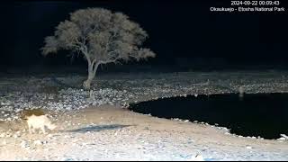 Rhinos And Elephants Go After LionsEtosha Park Namibia [upl. by Bambie]