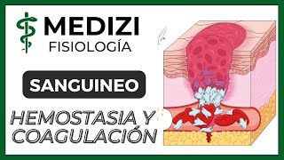 Clase 36 Fisiología Sanguínea  Hemostasia y coagulación Plaquetas IGdoctorpaiva [upl. by Acilejna]