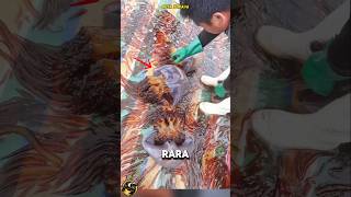 ¡DESCUBRE EL ANIMAL MÁS RARO EN EL MAR DE CHINA [upl. by Ttebroc937]