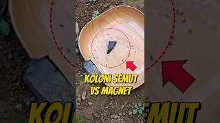 EKSPERIMEN KOLONI SEMUT VS POTONGAN MAGNET 🧲 eksperimen semut semutkecil semuthitam semutapi [upl. by Mirabel]