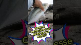 COMO É CONHECIDO ESSE PEIXE NA SUA REGIÃO fish pesca viralvideo shortvideo [upl. by Courtland]