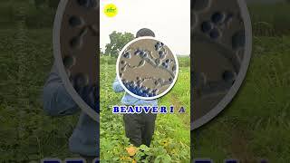 Natural Pest Control with Beauveria bassiana  Biopesticide Fungus  Biological Pest Management [upl. by Ecirtnas]