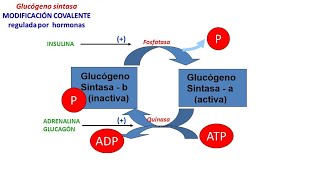 Síntesis de Glucógeno [upl. by Reisinger269]