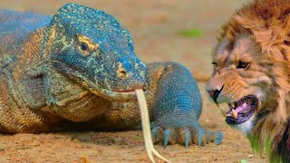 LION VS KOMODO DRAGON देखते हैं किसमें हैं कितना दम REAL FIGHT BETWEEN LION AND KOMODO DRAGON [upl. by Doro]