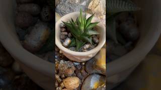 Haworthia limifolia easy care succulents  gardeningaesthetics succulentcare succulent [upl. by Oinotnas]