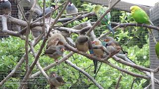 Zebravinken  Grasparkieten  Catharinaparkieten  Rijstvogels [upl. by Walczak]