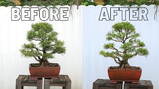 Willow Bonsai Ramification [upl. by Yurt414]