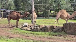 The Camels Australia [upl. by Fonseca]