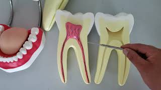 VÍDEO AULA PRÁTICA DE ANATOMIA DO DENTE [upl. by Ameyn]