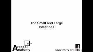 Small and Large Intestines [upl. by Airamana]