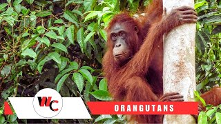 10 Fascinating Facts About Orangutans 🦧 You Didnt Know 🦧 [upl. by Ereveniug]