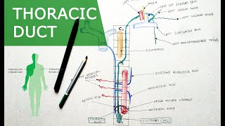 Thoracic duct  Anatomy Tutorial  Course Relations Tributaries [upl. by Rosella]