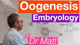 Oogenesis  Embryology [upl. by Nodnnarb629]