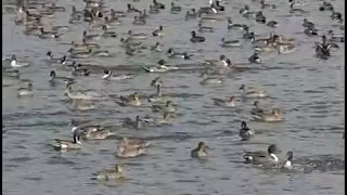 Pintail Landing Take off Slow motion [upl. by Einittirb961]