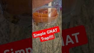 I made this simple GNAT trap and it works gnat gnats trap exterminator natural [upl. by Nylsirk]