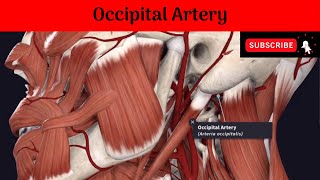 Occipital Artery Anatomy mbbs education bds headandneckanatomy arteries [upl. by Shelton]