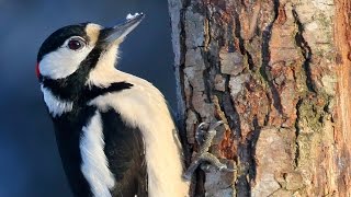 Great Spotted Woodpecker birds in the winter forest [upl. by Billye]