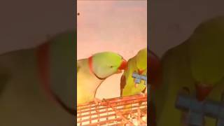 Funny parrot playing with toy and enjoy it as Alexa Ring and Green Female subscribe like videos [upl. by Eibrik]