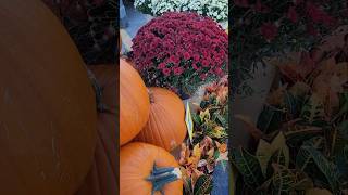 Beautiful Fall Flowers gardening fallgardening [upl. by Hinkle]