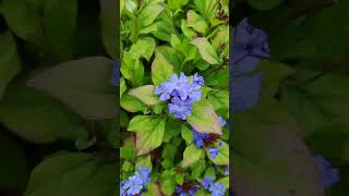 Chinesischer Bleiwurz Ceratostigma plumbagioides [upl. by Rorrys804]