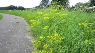 Wild parsnip Pastinaca sativa  20120804 [upl. by Annawt]