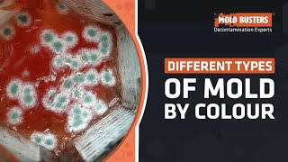 Different Types of Mold by Colour  Mold Busters [upl. by Bonina361]