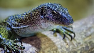 Gecko Sound  Gecko Effect  Videos of Geckos  Tokay Gecko Big Size 1 Hour 4K [upl. by Cassius166]