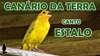 CANÁRIO DA TERRA  CANTO ESTALO CantoDasAves [upl. by Broderic]