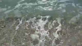 Seashells washing up on Navarre Beach FL [upl. by Anivel97]