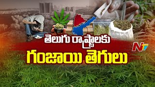 చాపకింద నీరులా విస్తరిస్తున్న గంజాయి  Ganja Smuggling in Telugu States  Ntv [upl. by Dreddy999]