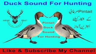 pintail duck hunting call [upl. by Sisile]