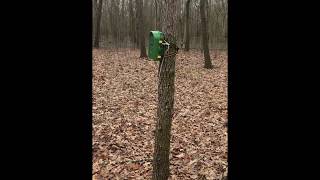 IvoryBilled Woodpecker search with camera trap in Arkansas [upl. by Matless]