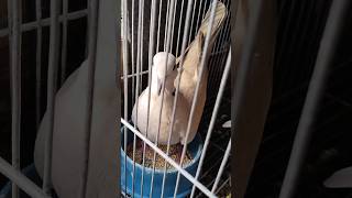 Batobato lovebird birds shortvideo [upl. by Naruq]