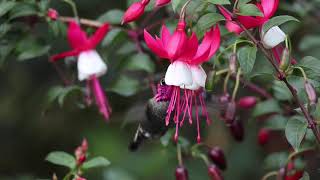 Annas Hummingbird Feeding at Fuchsias [upl. by Newob]