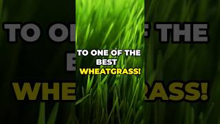 3 Benefits of Wheatgrass Wheatgrass Superfood Chlorophyll Detox Antioxidants HealthyLiving [upl. by Walling193]