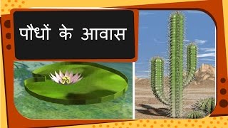 Science  Plant Habitat and adaptation  Hindi [upl. by Krenek515]